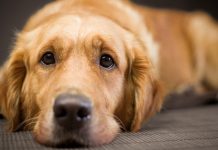 Guanajuato castigará el maltrato animal como un delito