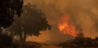 Reporta Conafor 20 incendios forestales activos; afectan 10 estados