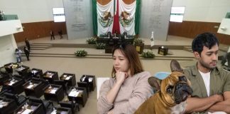 Aprueban reformas para proteger a mascotas en divorcios en Tamaulipas