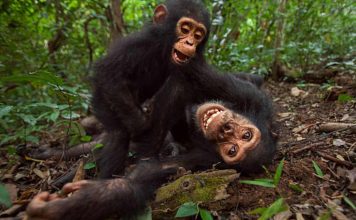 ¿Los chimpancés se alcoholizan? Estudio revela su consumo en fruta fermentada