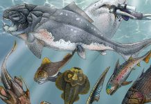 Peces óseos primitivos muestran mandíbulas y dientes; cambios evolutivos ocurrieron antes de lo pensado