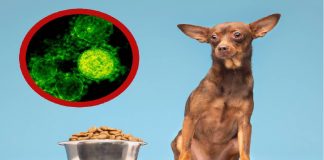 Retiran alimento para perros tras detectar salmonela, te decimos cuál