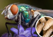 Sheinbaum anuncia planta de moscas para controlar gusano barrenador estará lista en dos meses: Tamaulipas interesado en centros de producción de carne