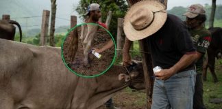 En dos meses estará la fábrica de moscas, asegura Sheinbaum