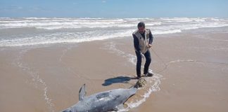 Denuncian uso de delfines como carnada para tiburón en Tamaulipas; ambientalistas exigen cárcel para responsables
