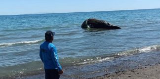 Hallan ballena sin vida en red de pesca en zona costera de BCS