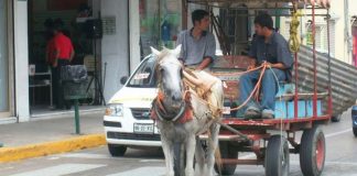 Tampico jubila a 5 caballos que arrastraron toneladas de basura en carretas durante años