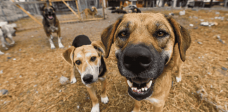 Perritos rescatados cruzan México rumbo a familias que ya los esperan en EE. UU.
