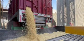 Pagan más de 5 mdp a los productores de maíz amarillo en Tamaulipas