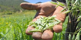 Arranca entrega de semilla certificada a productores