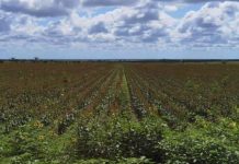 Sequía aprieta y ponen la mirada en “sembrar” lluvia en el norte de Tamaulipas