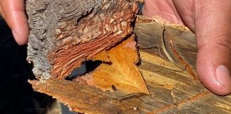 Plaga de gusano descortezador mantiene en alerta a productores de madera en la sierra de Durango