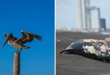 Difunden supuestos videos de fauna afectada por derrame de petróleo en Veracruz