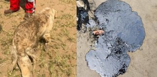 Ecocidio en Veracruz: petróleo sigue contaminando