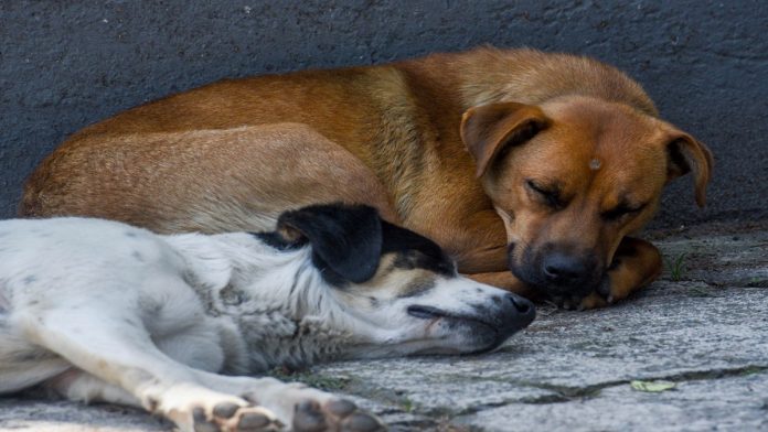 Perros callejeros van en aumento