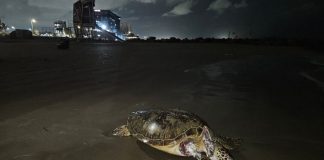 Ambientalistas acusan al gobierno de no atender derrame de petróleo en el Golfo de México; exigen transparencia