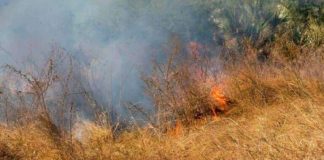 Tamaulipas: suben los incendios en zacatales