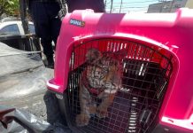 Rugidos alertan y hallan a tigre de bengala en una casa en Ecatepec