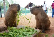 Gobierno municipal invita a disfrutar Semana Santa en el Zoológico y Acuario de Nuevo Laredo