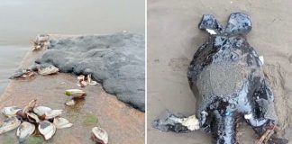 Acusan opacidad en derrame del Golfo de México; señalan falta de información