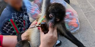 Profepa rescata a dos monos araña en Aguascalientes