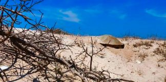 Resguardan 51 nidos de tortuga lora en Tamaulipas