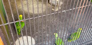 EEUU devuelve a México tres loros cabeza amarilla extraídos ilegalmente; especie se encuentra en peligro de extinción