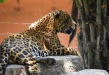 De exhibición a rescate: Tamatán redefine su papel como santuario animal