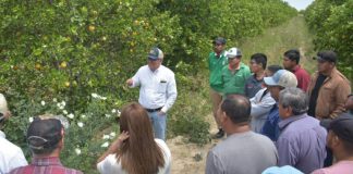 Llama Desarrollo Rural Tamaulipas a adaptarse a plaga del ‘Dragón Amarillo’; ya no hay cura
