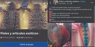 Reportan venta ilegal de fauna en redes sociales