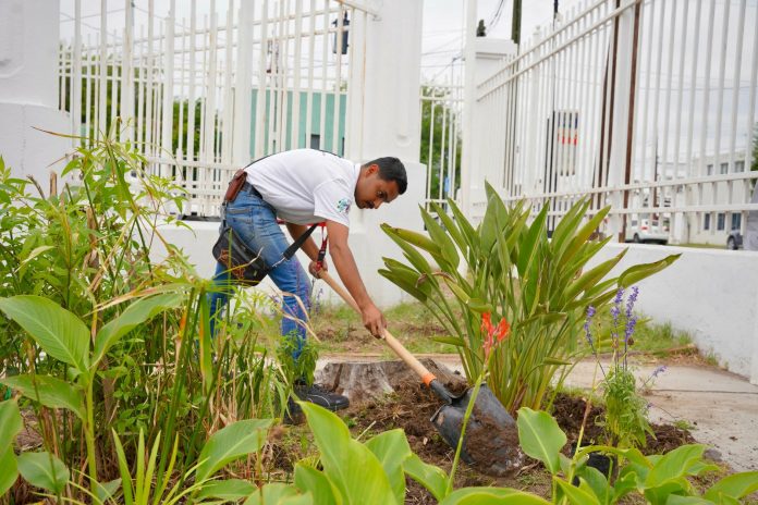 Gobierno municipal transforma áreas verdes con jardines que protegen abejas y mariposas