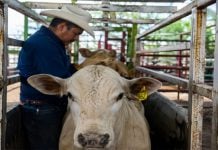 Tamaulipas avanza a medias en su estatus zoosanitario; persisten retos en campo