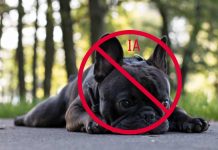 Aumentan casos de extorsiones con IA para engañar a dueños de mascotas perdidas; tres estados reportan casos