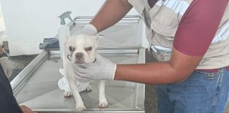 Gusano barrenador enciende alerta: llaman a vigilar heridas en mascotas