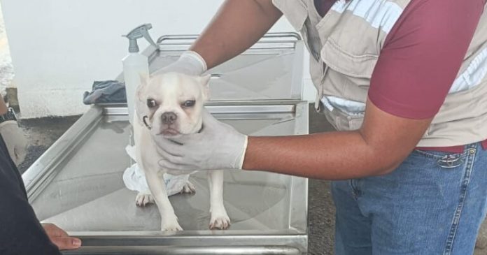 Y MASCOTAS