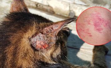 Detectan brote de hongo que se contagia de gatos a humanos. Revisa si tu mascota tiene lesiones