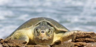 Resguardan más de 28 mil huevos en campos tortugueros de Tamaulipas; refuerzan acciones de protección