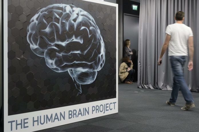 La regeneración cerebral de algunas aves podría inspirar la reparación del cerebro humano