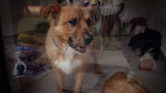 1064383-albergue-animal-deportivo-los-galeanos-web-1-184502