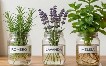 Plantas medicinales en agua: crea tu botica natural en casa sin usar tierra