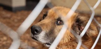 Detectan en Nuevo León 3 casos de gusano barrenador en perros