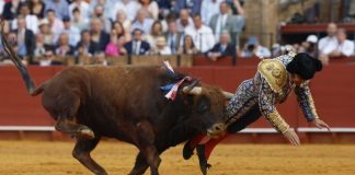 El torero Morante de la Puebla sufre cornada en el recto: tiene perforación y su pronóstico es “muy grave”