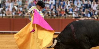Roca Rey, herido en Sevilla: sufre una cornada en el muslo