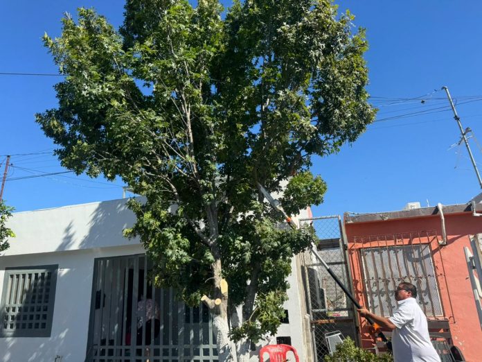 Y ÁRBOL2
