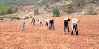 Erosión y salinidad “matan” los suelos