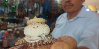 Por sobreexplotación se acaban conchas y caracoles para artesanías en Tampico