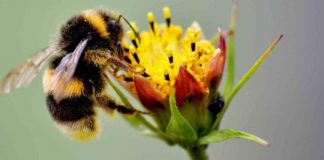 Hombre fallece tras ataque de abejas en Nuevo León