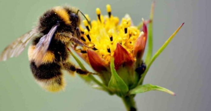 Y ABEJAS