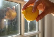 ¡Limones al rescate! El truco cítrico para proteger tu casa contra las plagas