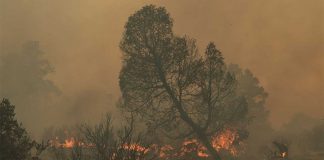 Incendios forestales en México se disparan 186.36% en dos semanas